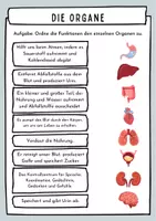 Vorschau - Arbeitsblätter - Organe und ihre Funktionen: Arbeitsblatt mit Bild und Text - Seite 1
