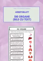 Vorschau - Arbeitsblätter - Organe und ihre Funktionen: Arbeitsblatt mit Bild und Text - Seite 3