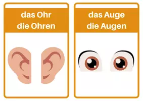 Vorschau - Präsentationen/Tafelbilder - 24 Bildkarten der Körperteile A5: Wortschatz 1./2. Klasse & DaZ/DaF - Seite 3