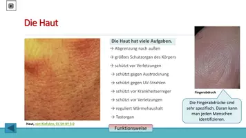 Vorschau - Arbeitsblätter - Organe des Menschen Teil II zum Selbstlernen - Seite 3