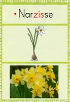 Vorschau - Präsentationen/Tafelbilder - Frühblüher: Bild- und Wortkarten (Tafelmaterial) - Seite 2