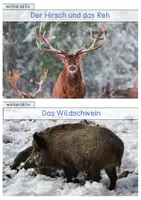 Vorschau - Stationenlernen - Tiere im Winter / Überlebenstricks - Wissenskarten - Seite 1