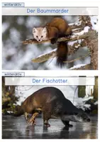 Vorschau - Stationenlernen - Tiere im Winter / Überlebenstricks - Wissenskarten - Seite 3