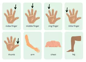 Vorschau - Bildkarten - CLOTHING / BODY PARTS / ORGANS - flash cards, Lernkarten - Seite 3