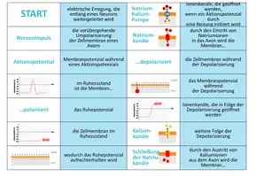 Vorschau - Spiele - Aktionspotential - Domino Spiel (Abitur) - Seite 3