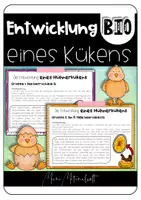 Vorschau - Arbeitsblätter - Gruppenarbeit - Entwicklung eines Hühnerkükens - Deckblatt