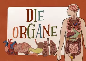 Vorschau - Poster - Poster Organe - kostenlos downloaden - Seite 2