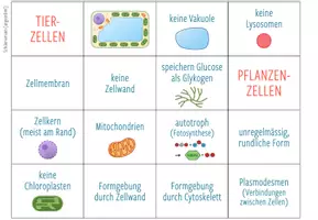 Vorschau - Spiele - Tierzellen und Pflanzenzellen Vergleich - Zuordnungsaktivität - Seite 1