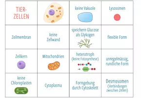 Vorschau - Spiele - Tierzellen und Pflanzenzellen Vergleich - Zuordnungsaktivität - Seite 3