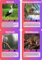 Vorschau - Spiele - 24 Lernkarten mit Fakten über die Tiere Mitteleuropas - Seite 1