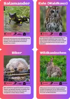 Vorschau - Spiele - 24 Lernkarten mit Fakten über die Tiere Mitteleuropas - Seite 2