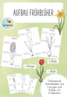 Vorschau - Arbeitsblätter - Materialpaket Frühblüher - Kl. 1/2 - Seite 1