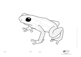 Vorschau - Mal- und Bastelvorlagen - Pfeilgift-Frosch Ausmalbild 2-fach differenziert - Seite 2