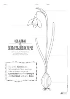 Vorschau - Arbeitsblätter - Aufbau des Schneeglöckchens differenziert für 2.–5. Klasse - Seite 1