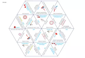 Vorschau - Spiele - Blutgefäße: Arterien, Venen, Kapillaren – Dreieck Domino Spiel - Seite 1