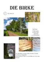 Vorschau - Poster - Baum-Plakate; Ahorn, Birke, Buche, Eberesche, Eiche, Fichte, Tanne, Hasel, Kiefer und Linde - Seite 2