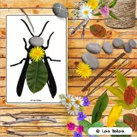 anteprima - Giochi - SET DI SAGOME DI INSETTI.42 CARTE. - Pagina di copertina