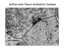 Vorschau - Stundenentwürfe - Die Synapse - Aufbau und Funktion der Synapse mit Arbeitsblatt - Seite 3