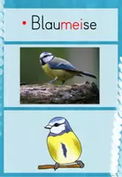 Vorschau - Poster - Vögel: Bild- und Wortkarten (Tafelmaterial) - Seite 3