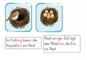 Vorschau - Präsentationen/Tafelbilder - Ein Vogel brütet (Tafelmaterial) - Seite 3