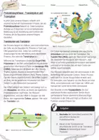 Vorschau - Arbeitsblätter - Proteinbiosynthese - Transkription & Translation / Genetik - AB & Lösungen - Seite 1