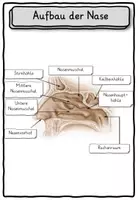 Vorschau - Stundenentwürfe - Alle Sinnesorgane Auge, Nase, Ohr, Zunge, Haut Klasse 2-4 - Seite 3