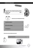 Vorschau - Stundenentwürfe - Das Urogenitalsystem Teil II: Hormone der Niere - Seite 3
