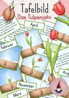 Vorschau - Stundenentwürfe - Tafelbild: Das Tulpenjahr/ Die Tulpe im Laufe des Jahres - Deckblatt