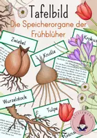 Vorschau - Stundenentwürfe - Tafelbild: Die Speicherorgane der Frühblüher: Zwiebel, Knolle & Wurzelstock - Deckblatt