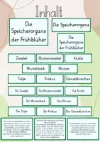 Vorschau - Stundenentwürfe - Tafelbild: Die Speicherorgane der Frühblüher: Zwiebel, Knolle & Wurzelstock - Seite 1