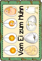 Vorschau - Poster - Hühner Poster - Seite 2