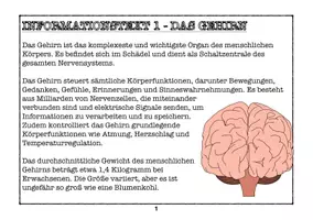 Vorschau - Arbeitsblätter - Stationsarbeit - Menschliche Organe - Seite 3