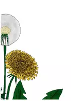 Vorschau - Präsentationen/Tafelbilder - Tafelmaterial - Der Aufbau des Löwenzahns - Seite 3