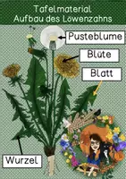 Vorschau - Präsentationen/Tafelbilder - Tafelmaterial - Der Aufbau des Löwenzahns - Deckblatt