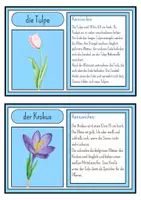 Vorschau - Stationenlernen - Wissenskartei Frühblüher (inkl. Fotostrecke) - Seite 2