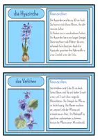 Vorschau - Stationenlernen - Wissenskartei Frühblüher (inkl. Fotostrecke) - Seite 3