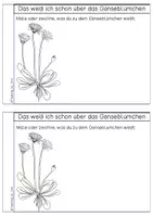 Vorschau - Arbeitsblätter - Forscherheft - Gänseblümchen - Seite 2