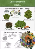 Vorschau - Arbeitsblätter - Die Funktion der Hecke - Übersichtsblatt - Deckblatt