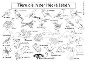 Vorschau - Stationenlernen - Übersichtsblatt - Tiere der Hecke - Seite 2