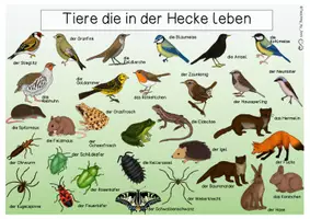 Vorschau - Stationenlernen - Übersichtsblatt - Tiere der Hecke - Seite 1