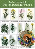 Vorschau - Poster - Pflanzen, Hecke - Tafelmaterial - Deckblatt