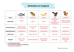 Vorschau - Arbeitsblätter - Wirbeltiere im Vergleich - Seite 3