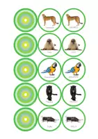 Vista previa - Juegos / Gamificación - Aventuletras. El Desafío - Complemento Fichas Animales - página 1