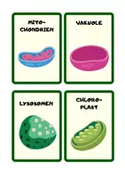 Vorschau - Bildkarten - Zelluläre Strukturen Kärtchen 🔬🃏 - Seite 2