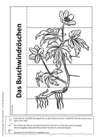 Vorschau - Arbeitsblätter - Buschwindröschen - Flip-Flap - Aufgaben der Pflanzenteile - Frühblüher - Seite 3