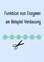 Vorschau - Arbeitsblätter - Funktion von Enzymen Verdauung mit Lösung - Seite 1