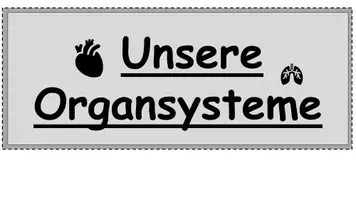 Vorschau - Präsentationen/Tafelbilder - Organsysteme des Körpers (Wortkarten) - Seite 2