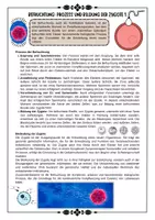 Vorschau - Arbeitsblätter - Schwangerschaft - Einstieg ; Menstruationszyklus ; Eisprung ; Befruchtung ; Einnistung mit Lösung (Klasse 7/8/9) - Seite 3