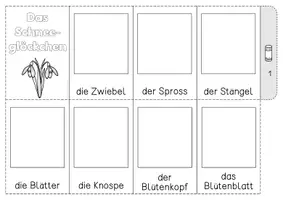 Vorschau - Unterrichtsreihen - Frühblüher - Lebenszyklus Schneeglöckchen - Seite 1