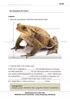 Vorschau - Arbeitsblätter - Frosch und Kröte - Arbeitsblätter - Seite 1
